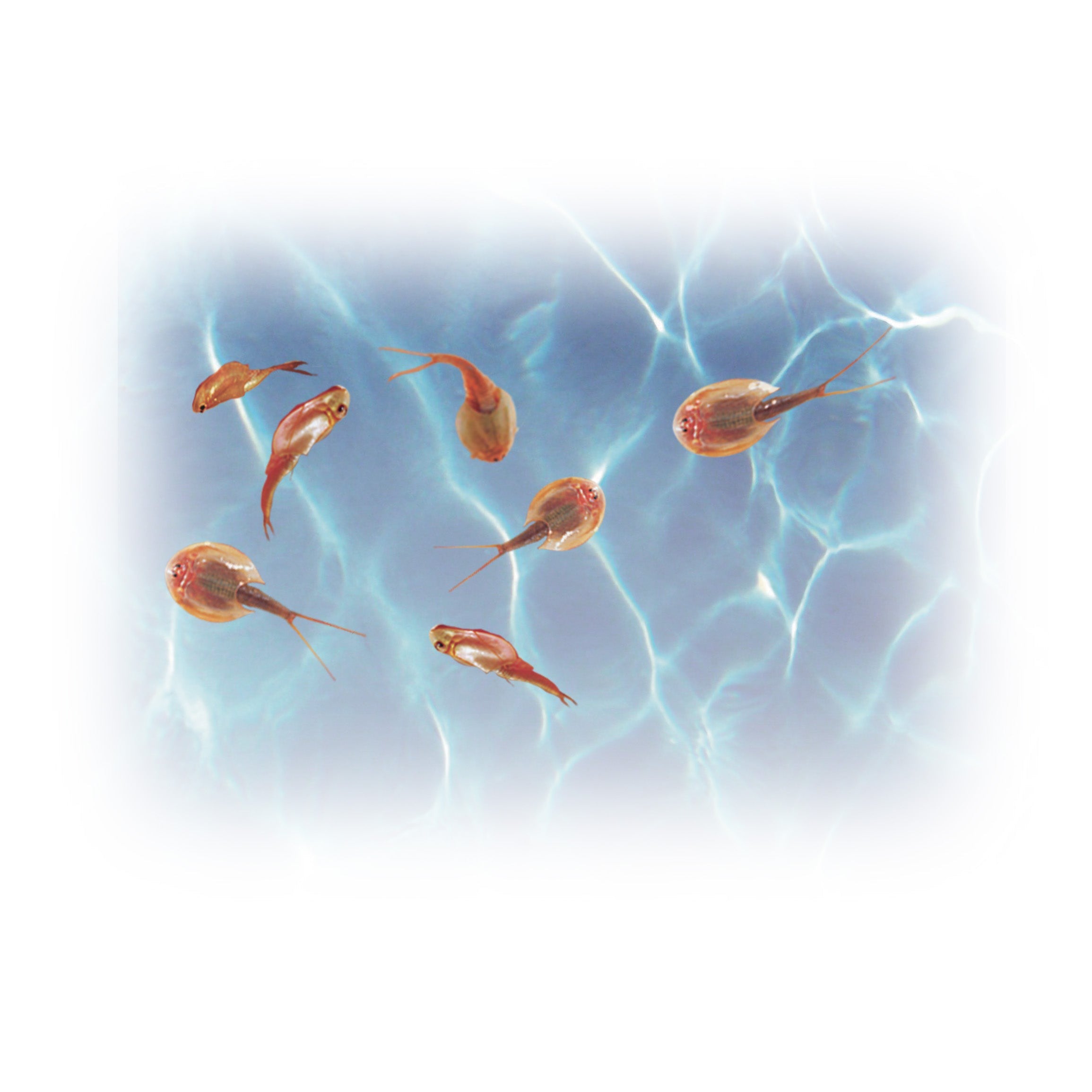 prehistoric monsters Smithsonian Prehistoric Sea Monsters