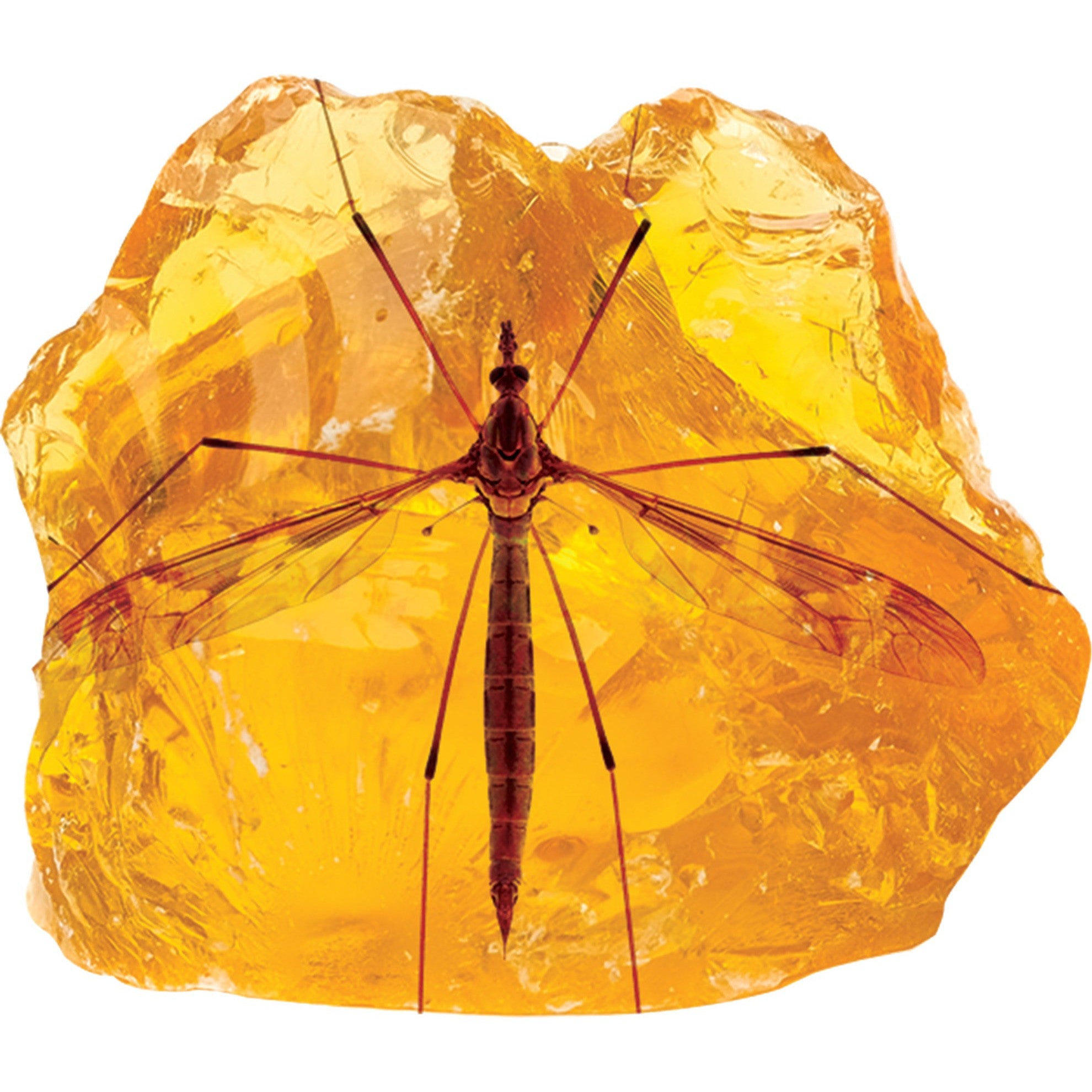Smithsonian Amber Dig