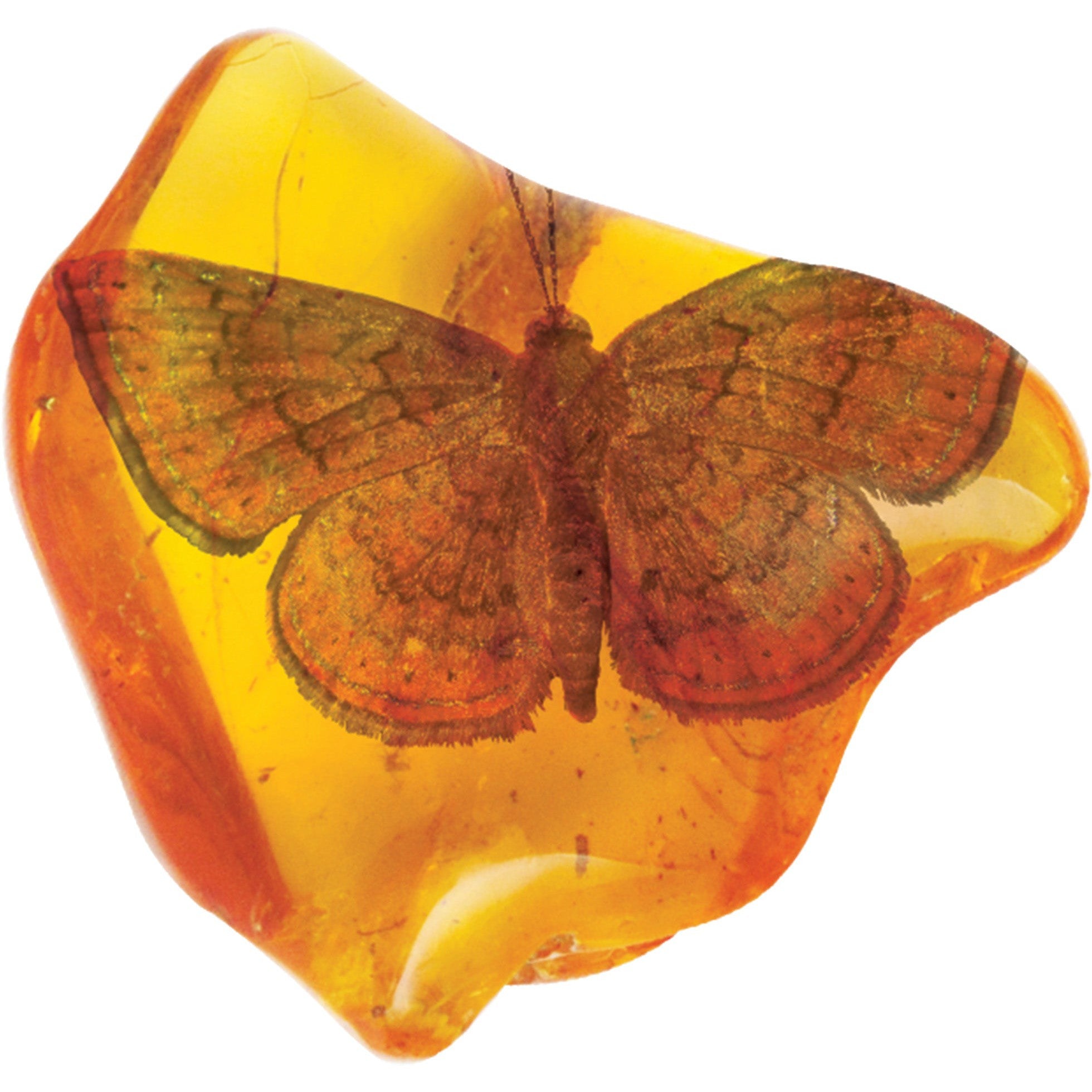 Smithsonian Amber Dig