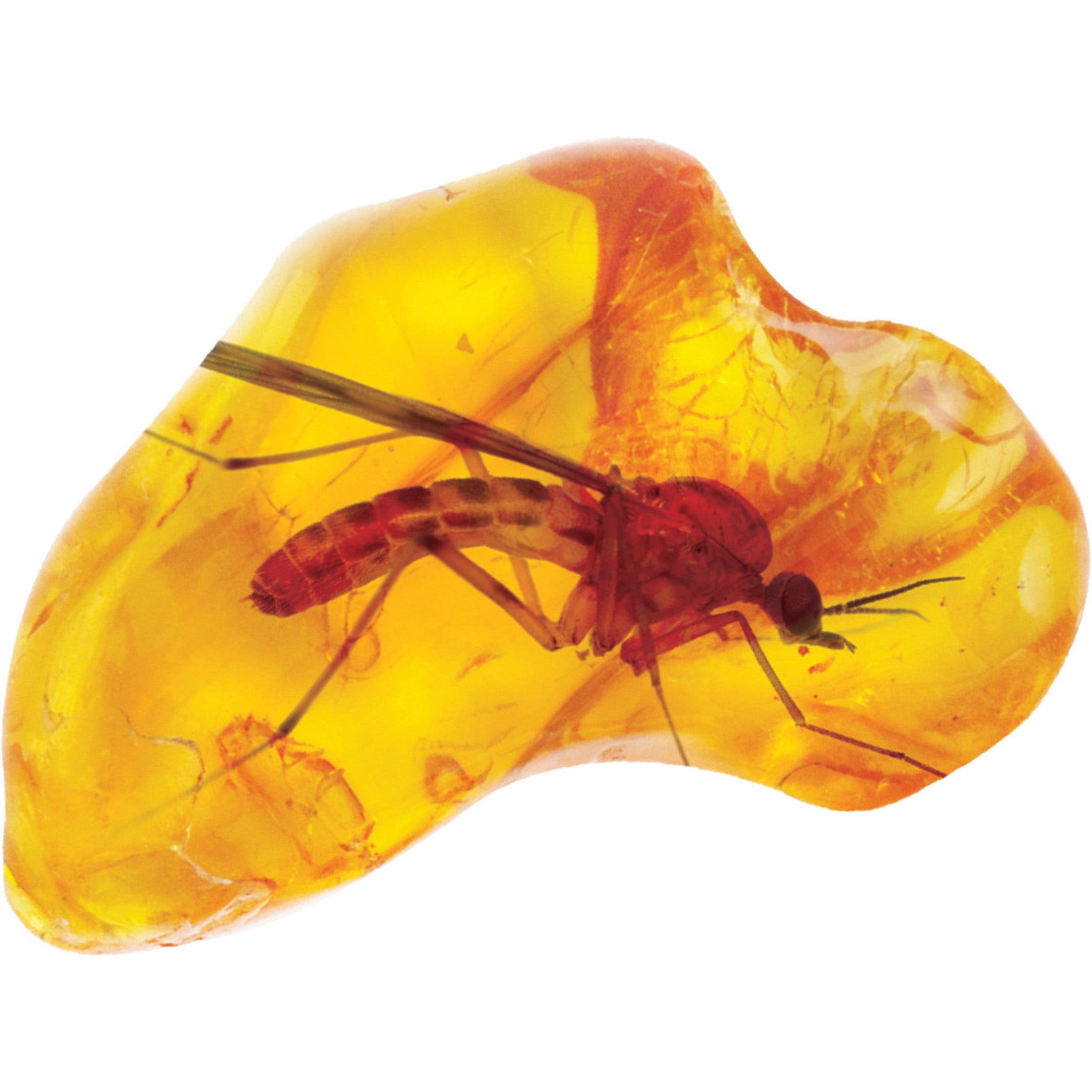 Smithsonian Amber Dig