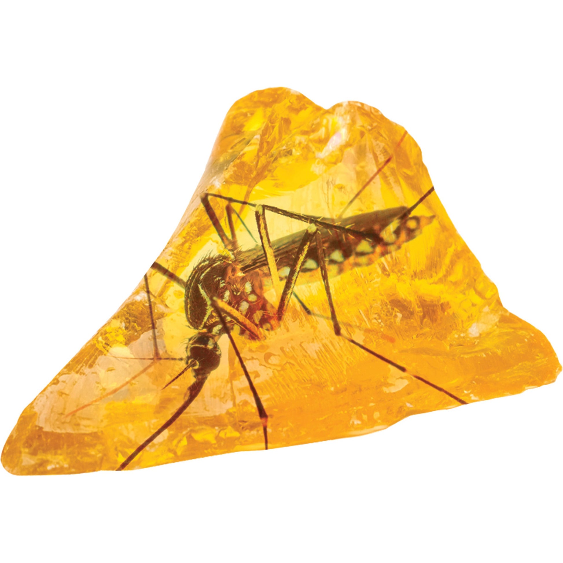 Smithsonian Amber Dig