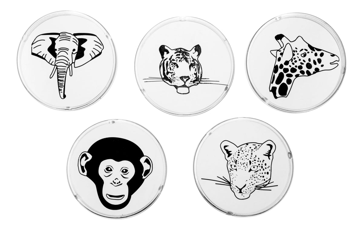 Five clear round disks featuring black and white animal illustrations (tiger, elephant, giraffe, chimpanzee, leopard) are displayed in two rows on a white surface as image slides for the Toysmith Mini LED Flashlight Projector by Toysmith.